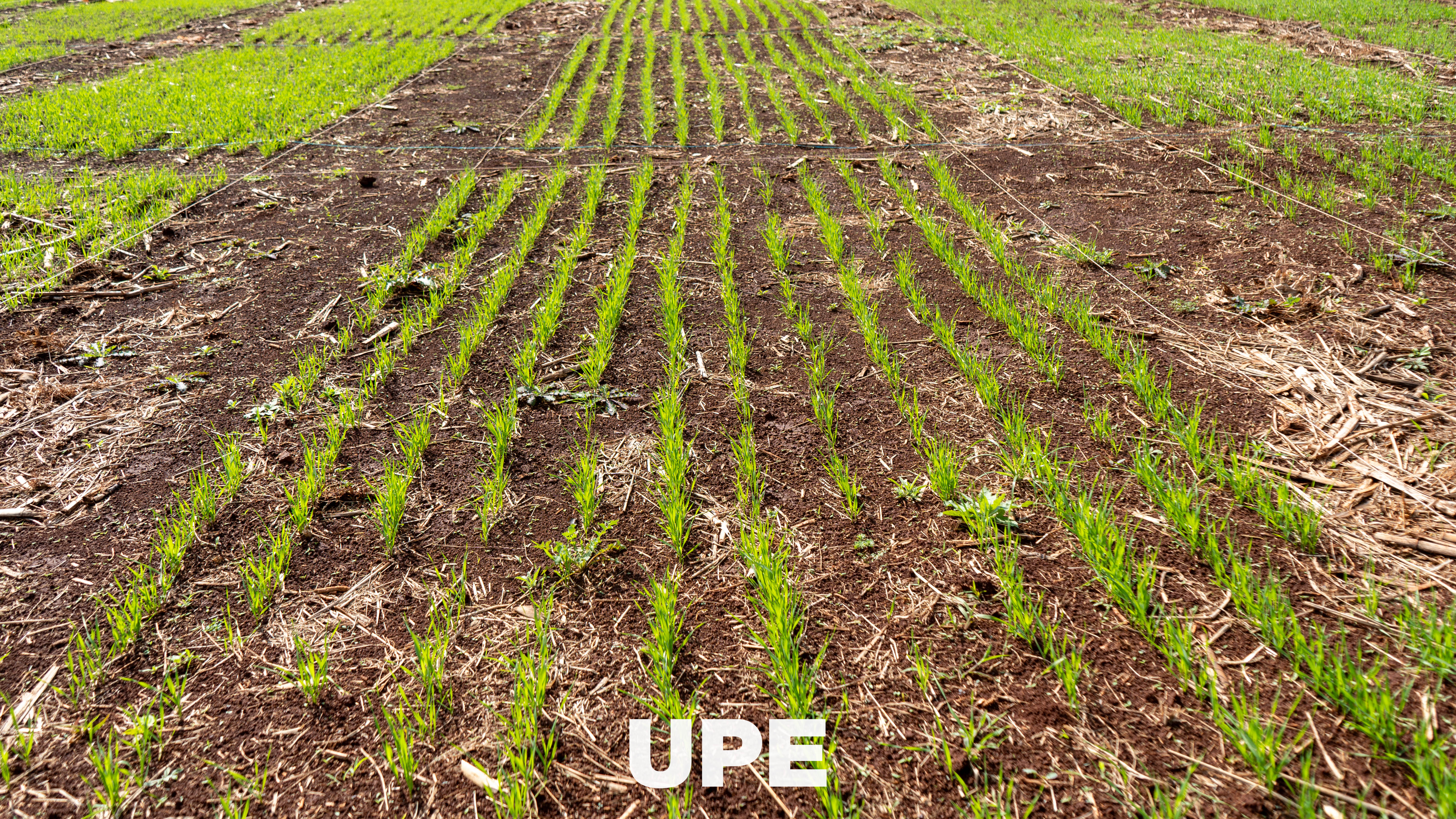 Día de Campo 2026 – Ingeniería Agronómica | UPE Minga Guazú